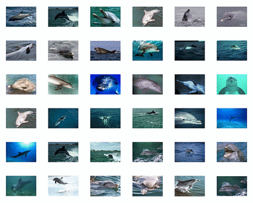 DOLPHINS